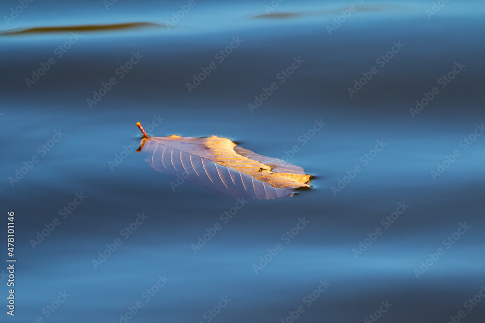 Wall mural dead leaf on pond