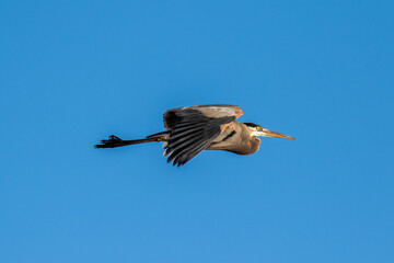 Fototapeta premium blue heron in flight