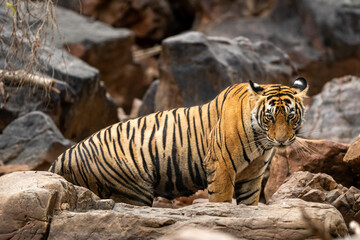 wild royal bengal female tiger or tigress side profile with eye contact at ranthambore national park or tiger reserve sawai madhopur rajasthan india - panthera tigris tigris