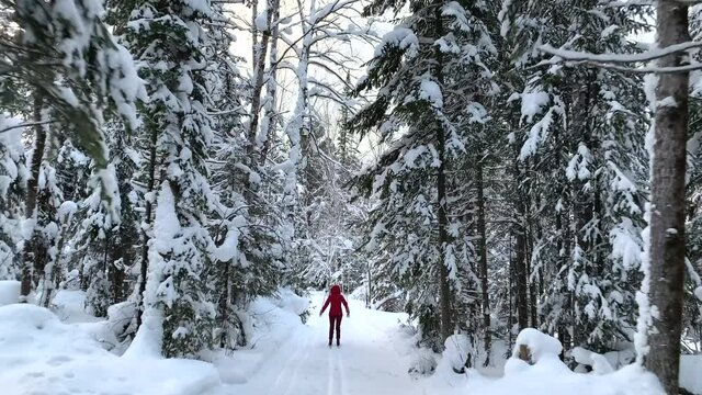 A walk through the winter forest. Snow trees and a cross-country ski trail. Beautiful and unusual roads and forest trails. Beautiful winter landscape. Skiing in the forest. Skiing movement