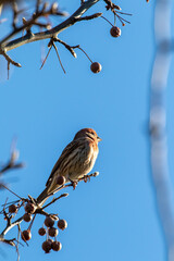 bird on a branch