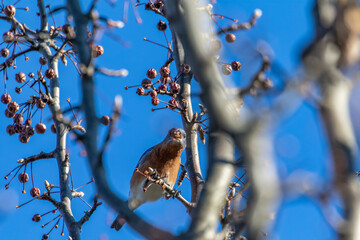 bird on a branch