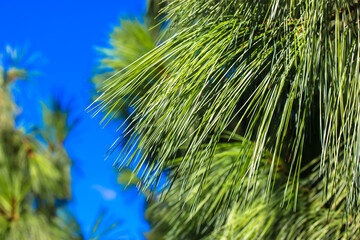 Long, thin green spiny needles on a spruce branch against a clear blue sky at sunny summer, spring day. Tropical, subtropical coniferous forest. New Year's Tree. Place for text. Natural background.