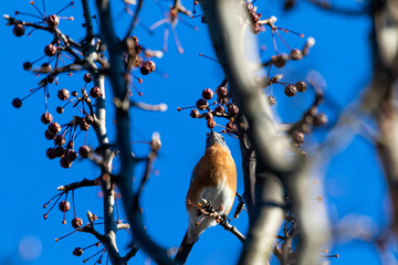 bird on a branch