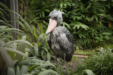 Shoebill at the Prague Zoo