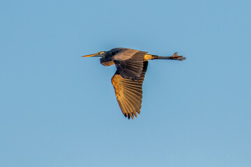 great blue heron in flight