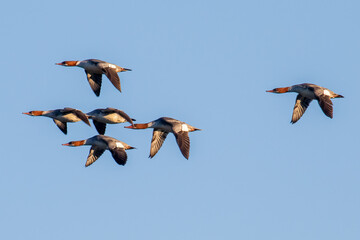 ducks in flight