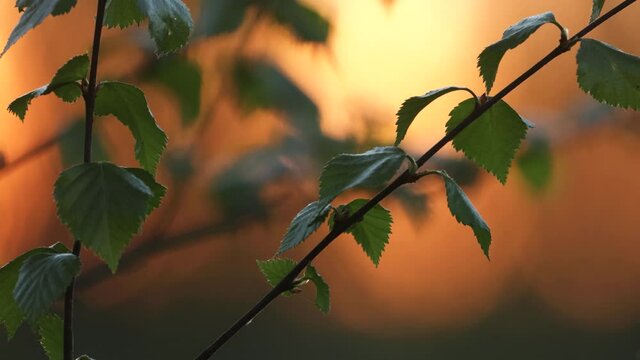 Close-up of fresh Silver birch, Betula pendula leaves during a springtime sunset in Estonia, Northern Europe.