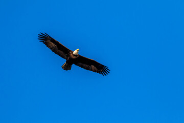 bald eagle in flight