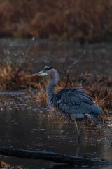great blue heron