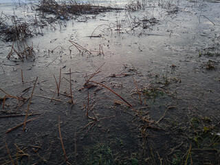 Detail from swamp in winter, frozen grass in ice