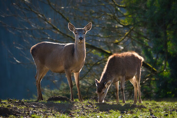 Naklejka na ściany i meble Mother and deer calf grazing together