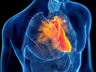 Fototapeta 3d rendered illustration of the human heart obraz
