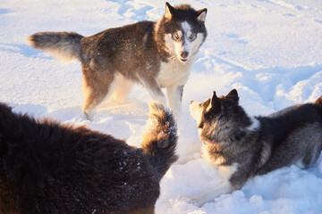 dogs siberian husky jumping in the snow, the dog plays in the winter in the field, snowy forest and sun, frosty morning