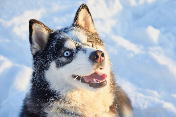 portrait of a dog siberian husky in the snow, dog with protruding tongue on a frosty winter morning in the dawn sun