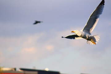 eagle in flight