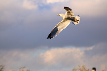 great cormorant flying