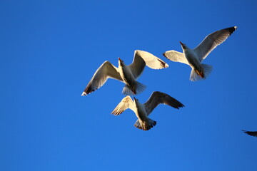 seagulls in flight