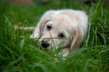 Golden retriever puppy chewing on grass