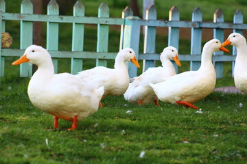 white goose on the grass