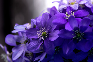 Beautiful blue first spring flowers anemones background