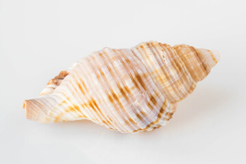 A beautiful sea shell