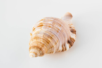 A beautiful sea shell