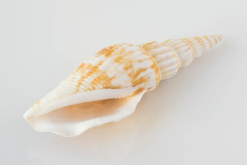 A beautiful sea shell