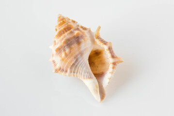 A beautiful sea shell
