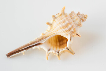 A beautiful sea shell