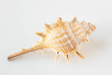 A beautiful sea shell