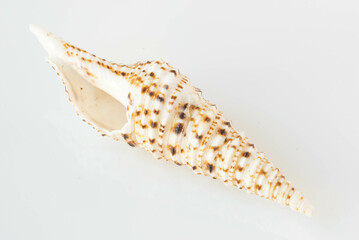 A beautiful sea  spotted shell