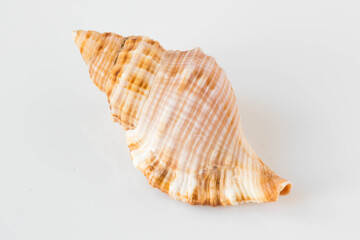 A beautiful sea shell