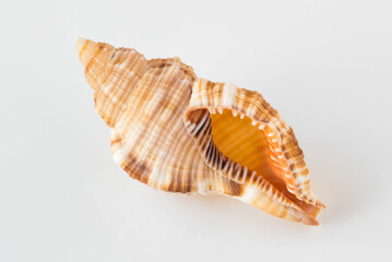 A beautiful sea shell
