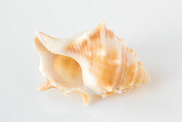 A beautiful sea shell