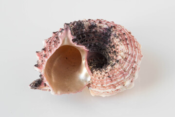 A beautiful sea pink shell