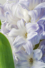 Flower lilac hyacinth blossom