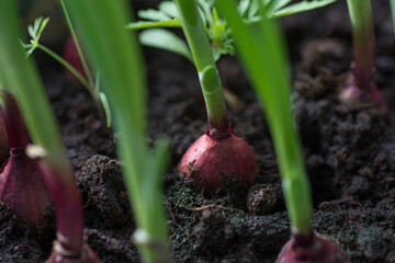 Onions grown at home on the windowsill
