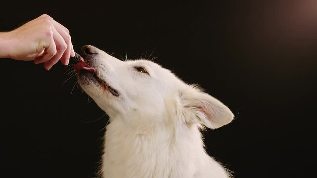 Close up shot of a dog licking a dropper filled with CBD oil. CBD Oil and hemp oil deliver plenty of medicinal benefits for pets.