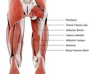 3d rendered illustration of muscles of the upper leg