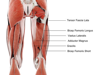 3d rendered illustration of muscles of the upper leg