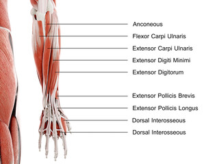 Obraz na płótnie Canvas 3d rendered illustration of the lower arm and hand muscles
