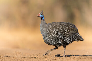Helmeted Guineafowl (Numida meleagris) coming to a waterhole for water and food in Mashatu game reserve in the Tuli Block in Botswana