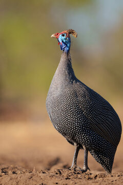 Helmeted Guineafowl (Numida meleagris) coming to a waterhole for water and food in Mashatu game reserve in the Tuli Block in Botswana