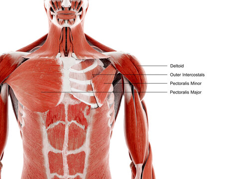 Child's neck and chest muscles, illustration - Stock Image - F017