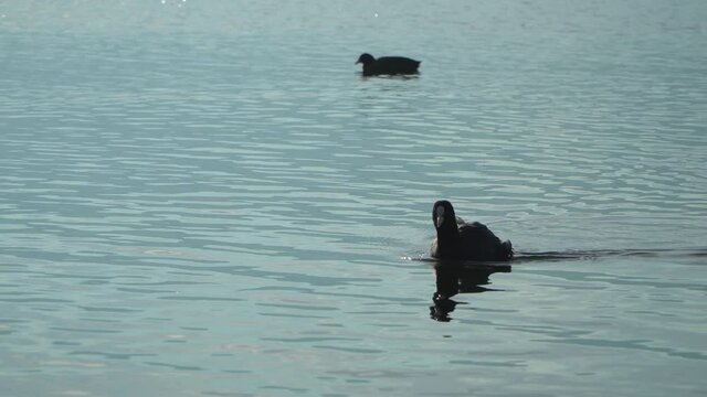 Blesshuhn schwimmt im Greifensee, Uster, Z&uuml;rich, Schweiz, 01.01.2022 rec709