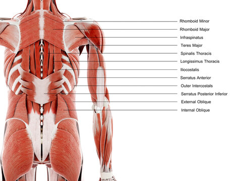 3d rendered illustration of the back muscles