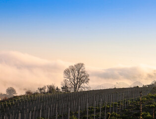 Fototapeta na wymiar Albero nella campagne marchigiane con nebbia. Paesaggio marchigiano.