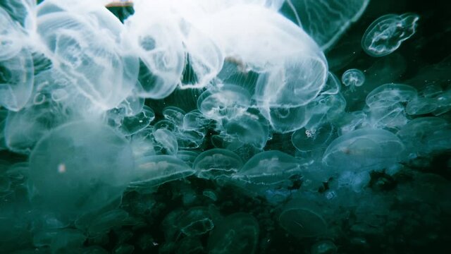 Abstract background underwater shot of jellyfish for graphic design