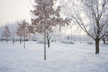 Winter landscape, trees in the snow